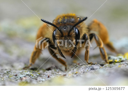 Closeup on a female Buff-tailed mining bee, Catsear mining bee, Andrena humilis 125305677