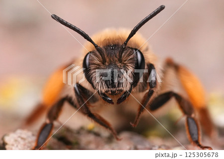 Facial closeup on a female Grey-gastered mining bee, Andrena tibialis 125305678