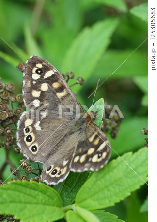 Vertical closeup on the Brown speckled butterfly, Pararge aegeria with spread wings Vertical closeup on the Brown speckled butterfly, Pararge aegeria with spread wings 125305683