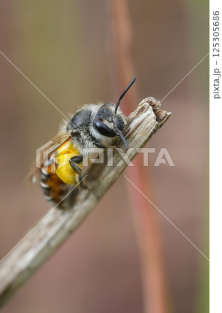 Closeup on a cute small female Red-bellied miner mining bee, Andrena ventralis loaded with yellow pollen Closeup on a cute small female Red-bellied miner mining bee, Andrena ventralis loaded with yellow pollen 125305686