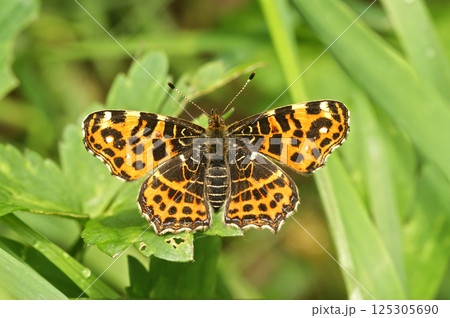 Closeup on a European Map butterfly, Araschnia levana with spread wings 125305690