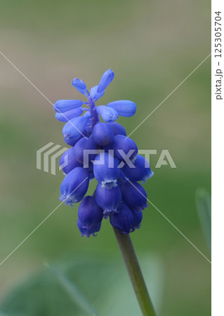 Closeup on a vibrant and early springtime flowering Grape hyacint, Muscari botryoides in the garden 125305704