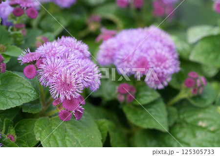 Closeup on pink flossflower, bluemink, goatweed, blueweed or Mexican paintbrush, Ageratum houstonianum Closeup on pink flossflower, bluemink, goatweed, blueweed or Mexican paintbrush, Ageratum houstonianum 125305733