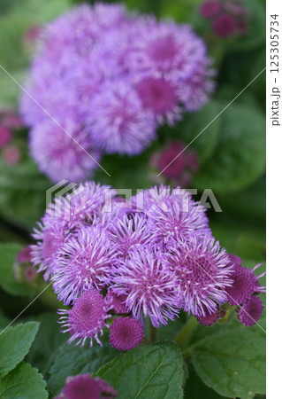 Closeup on pink flossflower, bluemink, goatweed, blueweed or Mexican paintbrush, Ageratum houstonianum Closeup on pink flossflower, bluemink, goatweed, blueweed or Mexican paintbrush, Ageratum houstonianum 125305734