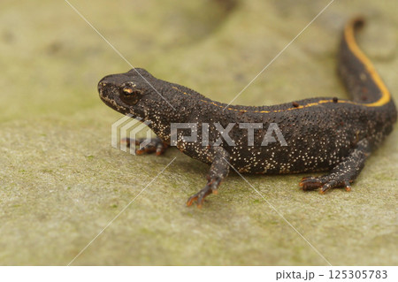 Closeup on a juvenile Balkan or Buresch's crested newt, Triturus ivanbureschi Closeup on a juvenile Balkan or Buresch's crested newt, Triturus ivanbureschi 125305783