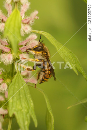 Closeup on a male European wool carder bee, Anthidium manicatum on pink Leonurus cardiaca flowers Closeup on a male European wool carder bee, Anthidium manicatum on pink Leonurus cardiaca flowers 125305790