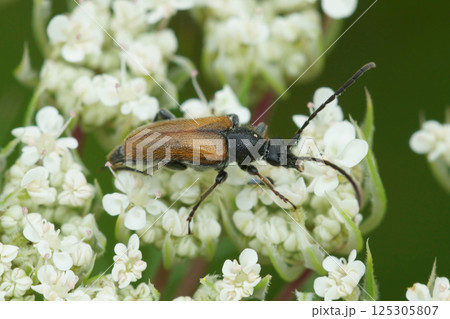Closeup on a Fairy-ring Longhorn Beetle , Pseudovadonia livida on a white flower Closeup on a Fairy-ring Longhorn Beetle , Pseudovadonia livida on a white flower 125305807