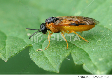 Closeup on a bright orange-bodied sawfly with a black head, antennae and thorax orange, Selandria serva , on a green leaf Closeup on a bright orange-bodied sawfly with a black head, antennae and thorax orange, Selandria serva , on a green leaf 125305808