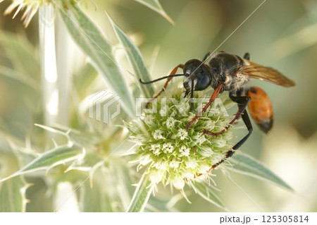 Closeup on one of the large Mediterranean digger wasps, Sphex species, feeding on a field eryngo, Eryngium campestre 125305814
