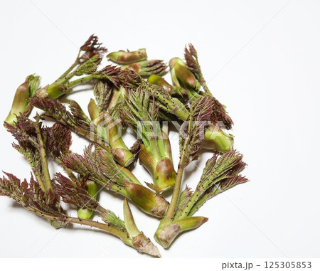 タラの芽 125305853