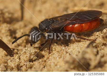 Closeup on a colorful red cleptoparasite White-lipped Blood Bee, Sphecodes albilabris Closeup on a colorful red cleptoparasite White-lipped Blood Bee, Sphecodes albilabris 125305860