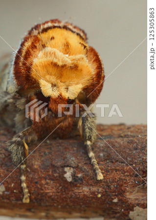Facial closeup on a Buff-tip oth, Phalera bucephala sitting on a twig Facial closeup on a Buff-tip oth, Phalera bucephala sitting on a twig 125305863