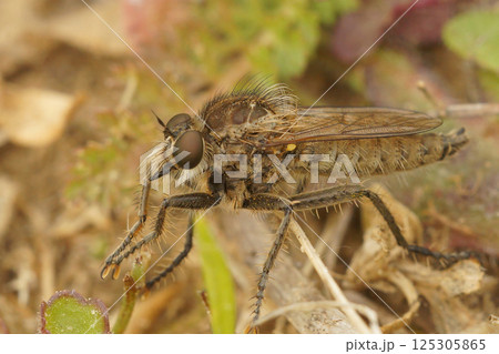 Natural closeup on a Fan-bristled robberfly , Dysmachus trigonus, sitting on the ground Natural closeup on a Fan-bristled robberfly , Dysmachus trigonus, sitting on the ground 125305865