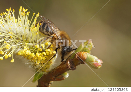 Closeup on a male Early cellophane bee, Colletes cunicularius, feeding on Goat Willow pollen, Salix caprea Closeup on a male Early cellophane bee, Colletes cunicularius, feeding on Goat Willow pollen, Salix caprea 125305868