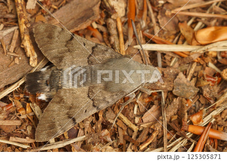 Closeup on a Hummingbird Hawk-moth, Macroglossum stellatarum posed and camouflaged on the ground 125305871