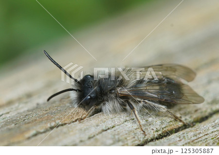 Natural closeup on a fluffy male of the endangegred nycthemeral mining bee, Andrena nycthemera 125305887