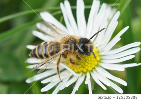 Closeup on a male Yellow-legged mining bee, Andrena flavipes on a common daisy 125305888