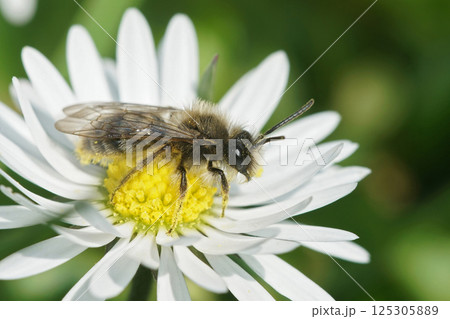 Closeup on a male Clarke's mining bee, Andrena clarkella on a white Common daisy flower 125305889