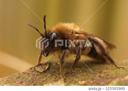Closeup on a female Nycthemeral mining bee, Andrena nycthemera on a lichen covered piece of wood Closeup on a female Nycthemeral mining bee, Andrena nycthemera on a lichen covered piece of wood 125305900