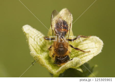 Closeup on a specialist Bryony Mining Bee , Andrena florea sitting on it's host plant, Bryonia dioica 125305901