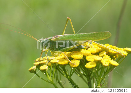 Closeup on the European great green bush-cricket, Tettigonia viridissima on yellow Tansy flower Closeup on the European great green bush-cricket, Tettigonia viridissima on yellow Tansy flower 125305912