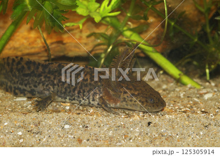 Closeup on the critically endangered neotenic, gilled Mexican Achoque Ambystoma andersoni 125305914