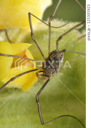 Closeup on a daddy longlegs, common or brown harvestman, Phalangium opilio 125305923
