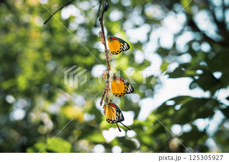 A butterfly emerges from its chrysalis on a branch in nature in spring. 125305927