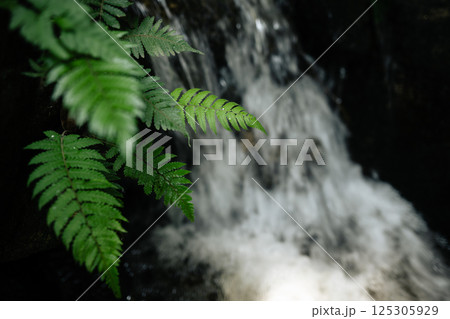 Green fern in the forest, nature background and leaves Green fern in the forest, nature background and leaves 125305929
