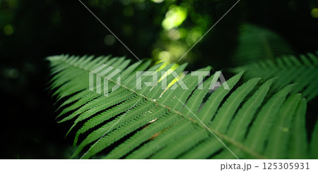 Green fern in the forest, nature background and leaves 125305931