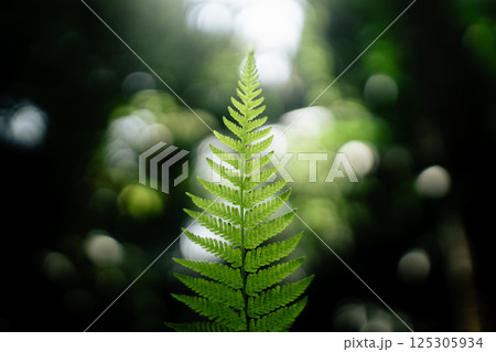 Green fern tree growing in summer. Fern with green leaves on natural background 125305934