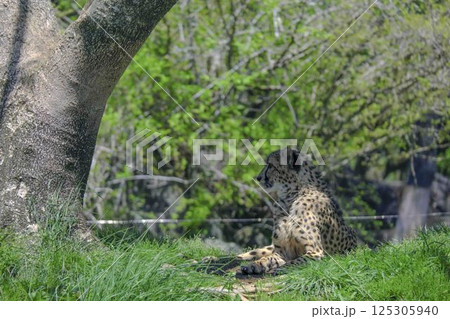 チーター チーター 125305940