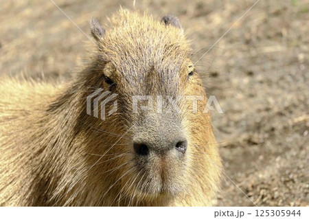 カピバラ 125305944
