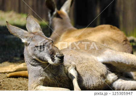 カンガルー 125305947
