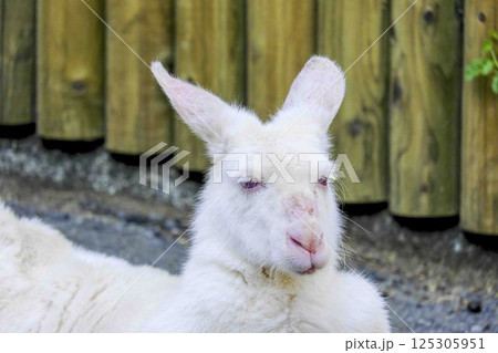 白カンガルー 125305951