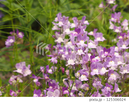 春の庭に咲く紫色の花 125306024