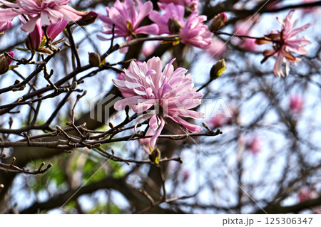 ピンク色のシデコブシの花（春、四月） 125306347
