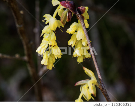 春に咲く鮮黄色の花 マンサク科トサミズキ 125306353
