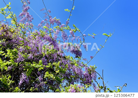藤の花と青空 125306477
