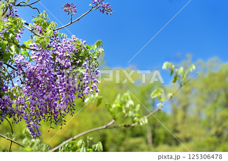 藤の花　青空 125306478