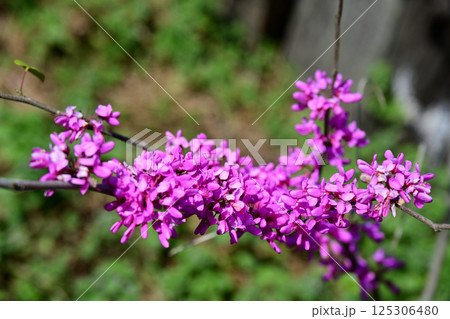 ハナズオウ 125306480