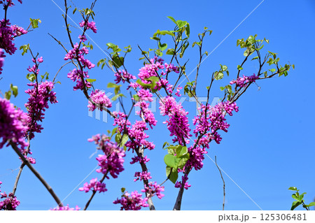 ハナズオウ　青空 125306481