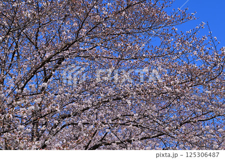 青空バックに満開の桜　 125306487