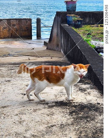 海辺のコンクリート道で鳴く茶白猫の一瞬 125306498