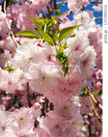 ふわふわに咲き誇る八重桜の花と春の陽射し ふわふわに咲き誇る八重桜の花と春の陽射し 125306512