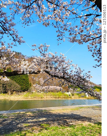 新潟:常浪川沿いに咲く満開の桜と春の青空の風景 新潟:常浪川沿いに咲く満開の桜と春の青空の風景 125306513