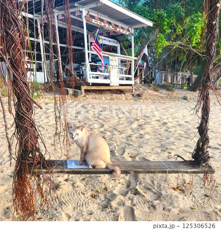 ブランコに座る猫と南国のビーチカフェ風景 125306526