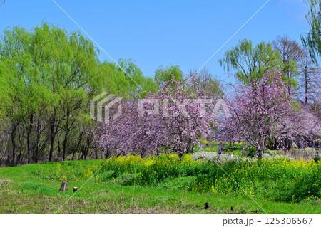青空バックに満開の桜と新緑の風景　 125306567