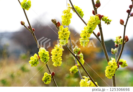 黄色いトサミズキの花（春、四月） 125306698