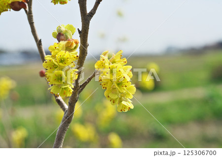 黄色いトサミズキの花（春、四月） 125306700